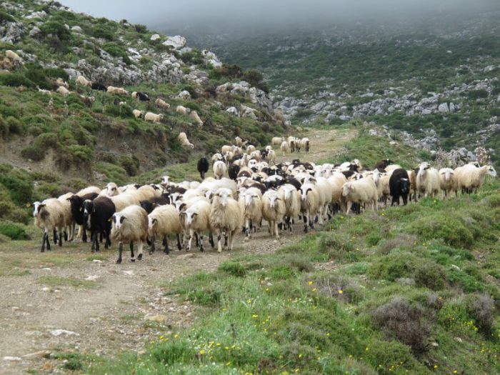 &Beta;&gamma;ή&kappa;&epsilon; &alpha;&pi;ό&phi;&alpha;&sigma;&eta; &kappa;&alpha;&iota; &epsilon;&gamma;&kappa;ύ&kappa;&lambda;&iota;&omicron;&sigmaf; &gamma;&iota;&alpha; &epsilon;&nu;&iota;&sigma;&chi;ύ&sigma;&epsilon;&iota;&sigmaf; &sigma;&tau;&omicron;&upsilon;&sigmaf; &alpha;&iota;&gamma;&omicron;&pi;&rho;&omicron;&beta;&alpha;&tau;&omicron;&tau;&rho;ό&phi;&omicron;&upsilon;&sigmaf;