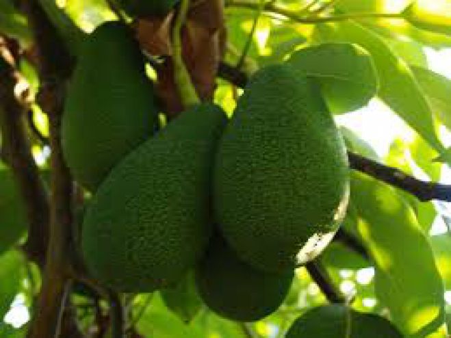 &Epsilon;&nu;&eta;&mu;έ&rho;&omega;&sigma;&eta; &gamma;&iota;&alpha; &tau;&eta;&nu; &tau;&epsilon;&chi;&nu;&iota;&kappa;ή &tau;&eta;&sigmaf; &kappa;&alpha;&lambda;&lambda;&iota;έ&rho;&gamma;&epsilon;&iota;&alpha;&sigmaf; &tau;&omicron;&upsilon; &alpha;&beta;&omicron;&kappa;ά&nu;&tau;&omicron;