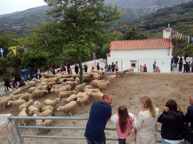 Αναβίωσε και φέτος το έθιμο της ευλογίας των προβάτων στην Ασή Γωνιά