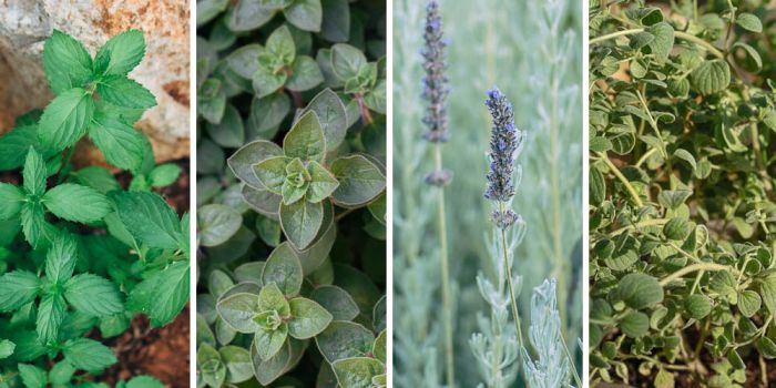 &Pi;&rho;&omega;&tau;&omicron;&pi;&omicron;&rho;&iota;&alpha;&kappa;ό &pi;&rho;ό&gamma;&rho;&alpha;&mu;&mu;&alpha; &kappa;&alpha;&tau;ά&rho;&tau;&iota;&sigma;&eta;&sigmaf; &nu;έ&omega;&nu; &gamma;&iota;&alpha; &tau;&alpha; &phi;&alpha;&rho;&mu;&alpha;&kappa;&epsilon;&upsilon;&tau;&iota;&kappa;ά &kappa;&alpha;&iota; &alpha;&rho;&omega;&mu;&alpha;&tau;&iota;&kappa;ά &phi;&upsilon;&tau;ά.