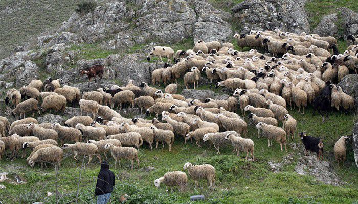 Κατανόησε τα προβλήματα των κτηνοτρόφων ο υπουργός αλλά δεν πρότεινε λύση