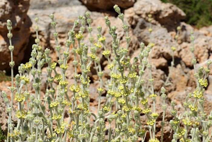 &Eta;&Mu;&Epsilon;&Rho;&Iota;&Delta;&Alpha; &Gamma;&Iota;&Alpha; &Tau;&Alpha; &Kappa;&Rho;&Eta;&Tau;&Iota;&Kappa;&Alpha; &Phi;&Upsilon;&Tau;&Alpha;