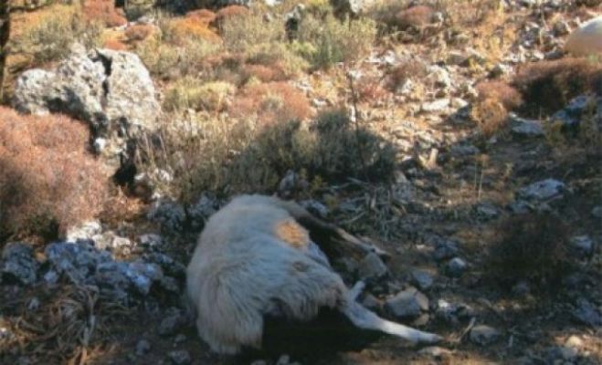 &Nu;έ&omicron; &pi;&epsilon;&rho;&iota;&sigma;&tau;&alpha;&tau;&iota;&kappa;ό &sigma;&phi;&alpha;&gamma;ή&sigmaf; &zeta;ώ&omega;&nu; &sigma;&tau;&eta; &Mu;&epsilon;&sigma;&sigma;&alpha;&rho;ά