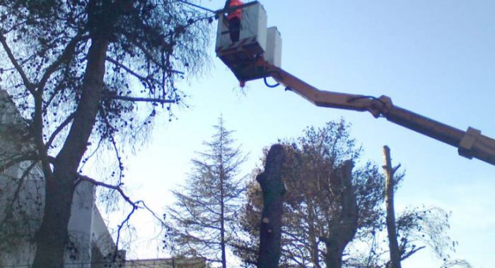 &Kappa;&lambda;ά&delta;&epsilon;&mu;&alpha; &delta;έ&nu;&tau;&rho;&omega;&nu; &sigma;&tau;&eta;&nu; &omicron;&delta;ό &Kappa;&upsilon;&delta;&omega;&nu;ί&alpha;&sigmaf;