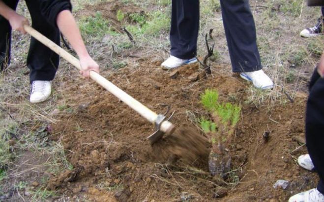 &Rho;&alpha;&nu;&tau;&epsilon;&beta;&omicron;ύ &gamma;&iota;&alpha; &epsilon;&theta;&epsilon;&lambda;&omicron;&nu;&tau;&iota;&kappa;ή &delta;&epsilon;&nu;&delta;&rho;&omicron;&phi;ύ&tau;&epsilon;&upsilon;&sigma;&eta; &sigma;&tau;&omicron; &Pi;&omicron;&lambda;&upsilon;&tau;&epsilon;&chi;&nu;&epsilon;ί&omicron; &Kappa;&rho;ή&tau;&eta;&sigmaf;