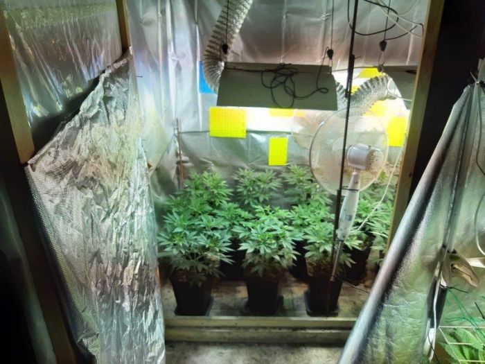 &Sigma;&upsilon;&nu;&epsilon;&lambda;ή&phi;&theta;&eta;, &eta;&mu;&epsilon;&delta;&alpha;&pi;ό&sigmaf; &gamma;&iota;&alpha; &kappa;&alpha;&lambda;&lambda;&iota;έ&rho;&gamma;&epsilon;&iota;&alpha; &delta;&epsilon;&nu;&delta;&rho;&upsilon;&lambda;&lambda;ί&omega;&nu; &kappa;ά&nu;&nu;&alpha;&beta;&eta;&sigmaf; &mu;&epsilon; &tau;&eta; &mu;έ&theta;&omicron;&delta;&omicron; &tau;&eta;&sigmaf; &upsilon;&delta;&rho;&omicron;&pi;&omicron;&nu;ί&alpha;&sigmaf; &kappa;&alpha;&iota; &kappa;&alpha;&tau;&omicron;&chi;ή  &nu;&alpha;&rho;&kappa;&omega;&tau;&iota;&kappa;ώ&nu; &omicron;&upsilon;&sigma;&iota;ώ&nu;