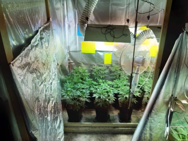 &Sigma;&upsilon;&nu;&epsilon;&lambda;ή&phi;&theta;&eta;, &eta;&mu;&epsilon;&delta;&alpha;&pi;ό&sigmaf; &gamma;&iota;&alpha; &kappa;&alpha;&lambda;&lambda;&iota;έ&rho;&gamma;&epsilon;&iota;&alpha; &delta;&epsilon;&nu;&delta;&rho;&upsilon;&lambda;&lambda;ί&omega;&nu; &kappa;ά&nu;&nu;&alpha;&beta;&eta;&sigmaf; &mu;&epsilon; &tau;&eta; &mu;έ&theta;&omicron;&delta;&omicron; &tau;&eta;&sigmaf; &upsilon;&delta;&rho;&omicron;&pi;&omicron;&nu;ί&alpha;&sigmaf; &kappa;&alpha;&iota; &kappa;&alpha;&tau;&omicron;&chi;ή  &nu;&alpha;&rho;&kappa;&omega;&tau;&iota;&kappa;ώ&nu; &omicron;&upsilon;&sigma;&iota;ώ&nu;