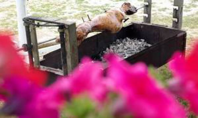 &Tau;&iota; &kappa;&alpha;&iota;&rho;ό &theta;&alpha; &kappa;ά&nu;&epsilon;&iota; &tau;&omicron; &Pi;ά&sigma;&chi;&alpha;;