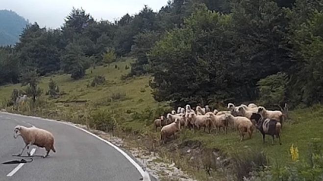 &Tau;&rho;&omicron;&chi;&alpha;ί&omicron; &alpha;&tau;ύ&chi;&eta;&mu;&alpha; &sigma;&eta;&mu;&epsilon;&iota;ώ&theta;&eta;&kappa;&epsilon; &sigma;ή&mu;&epsilon;&rho;&alpha; &tau;&omicron; &pi;&rho;&omega;ί &mu;&epsilon; &theta;ύ&mu;&alpha; έ&nu;&alpha;&hellip; &pi;&rho;ό&beta;&alpha;&tau;&omicron;.