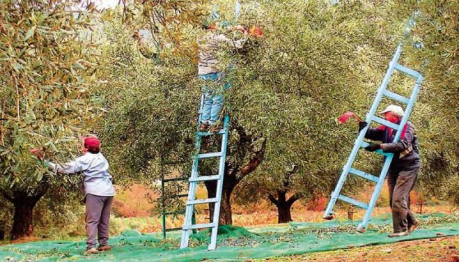 &Epsilon;&beta;&delta;&omicron;&mu;ά&delta;&alpha; &epsilon;&nu;&eta;&mu;έ&rho;&omega;&sigma;&eta;&sigmaf; &alpha;&gamma;&rho;&omicron;&tau;ώ&nu; &sigma;&tau;&alpha; &Chi;&alpha;&nu;&iota;ά