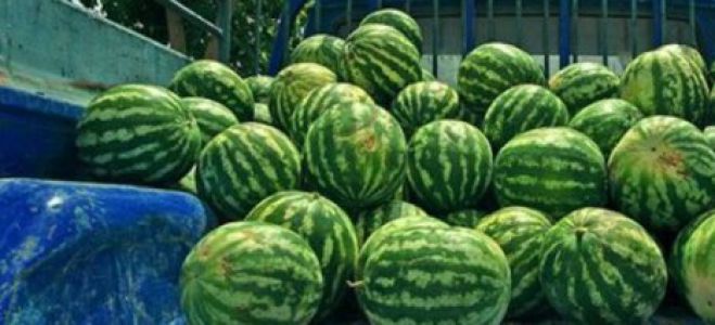 Έκλεψαν πάνω από ένα τόνο καρπούζια από θερμοκήπιο