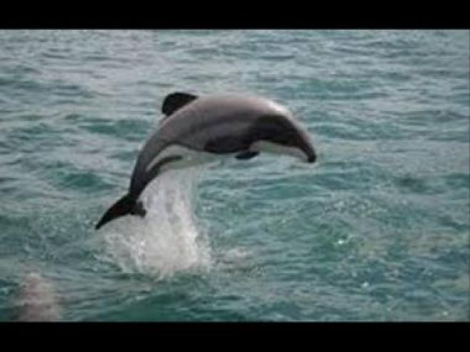 &Sigma;&pi;ά&nu;&iota;&omicron; &epsilon;ί&delta;&omicron;&sigmaf; &delta;&epsilon;&lambda;&phi;&iota;&nu;&iota;&omicron;ύ &sigma;&tau;&alpha; &delta;ί&chi;&tau;&upsilon;&alpha; &psi;&alpha;&rho;ά &sigma;&tau;&eta;&nu; &Kappa;ί&sigma;&sigma;&alpha;&mu;&omicron; &Chi;&alpha;&nu;ί&omega;&nu;