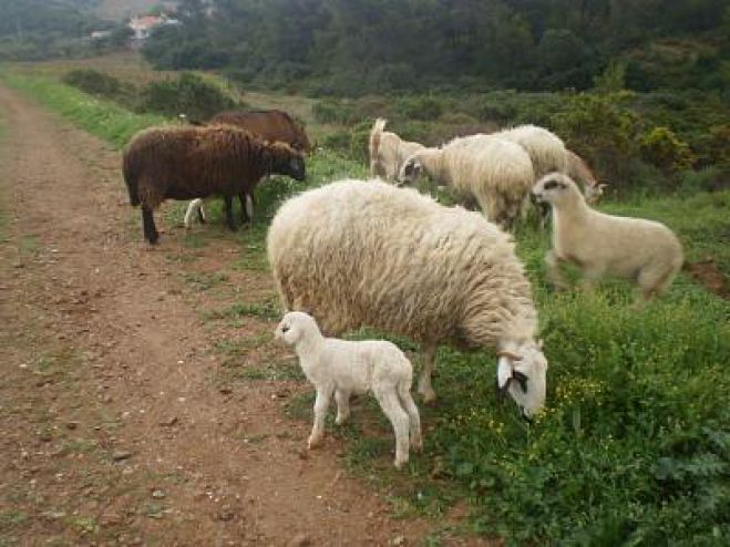 &Tau;&omicron;&upsilon; έ&kappa;&lambda;&epsilon;&psi;&alpha;&nu; &tau;&alpha; &alpha;&rho;&nu;ά&kappa;&iota;&alpha;, &lambda;ί&gamma;&omicron; &pi;&rho;&iota;&nu; &tau;&omicron; &Pi;ά&sigma;&chi;&alpha;