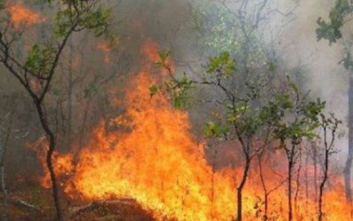 Συντονισμός για αντιμετώπιση δασικών πυρκαγιών