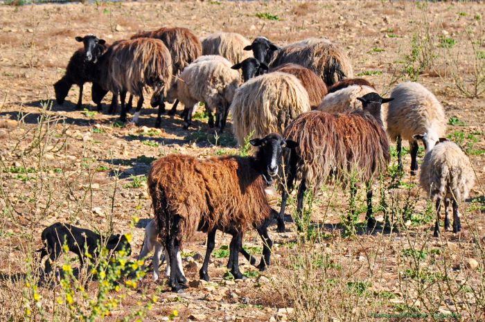 &Theta;&omicron;&lambda;ό &tau;&omicron;&pi;ί&omicron; &gamma;&iota;&alpha; &tau;&omicron;&upsilon;&sigmaf; &kappa;&tau;&eta;&nu;&omicron;&tau;&rho;ό&phi;&omicron;&upsilon;&sigmaf;