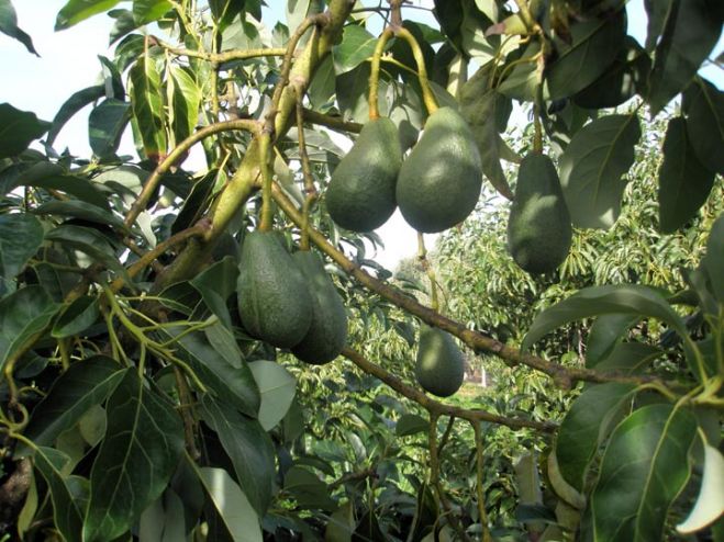 &Sigma;ύ&lambda;&lambda;&eta;&psi;&eta; &delta;ύ&omicron; &alpha;&tau;ό&mu;&omega;&nu; &gamma;&iota;&alpha; &kappa;&lambda;&omicron;&pi;ή &kappa;&alpha;&iota; &alpha;&pi;&omicron;&delta;&omicron;&chi;ή &alpha;&beta;&omicron;&kappa;ά&nu;&tau;&omicron; .