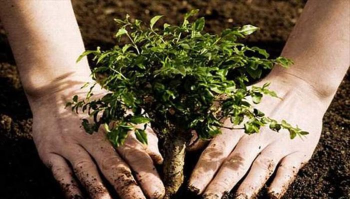 &Phi;&upsilon;&tau;&epsilon;ύ&epsilon;&iota; &delta;έ&nu;&tau;&rho;&alpha; &eta; &Delta;&Epsilon;&Delta;&Iota;&Sigma;&Alpha;