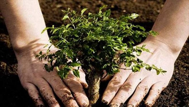 &Phi;&upsilon;&tau;&epsilon;ύ&epsilon;&iota; &delta;έ&nu;&tau;&rho;&alpha; &eta; &Delta;&Epsilon;&Delta;&Iota;&Sigma;&Alpha;