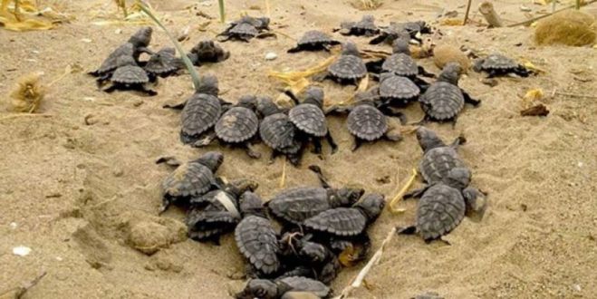 LIFE-IP 4 NATURA:&Sigma;&tau;&eta;&nu; &Kappa;&rho;ή&tau;&eta; &omicron;&iota; &delta;&iota;&alpha;&beta;&omicron;&upsilon;&lambda;&epsilon;ύ&sigma;&epsilon;&iota;&sigmaf; &gamma;&iota;&alpha; &tau;&alpha; &pi;&rho;ώ&tau;&alpha; &Epsilon;&theta;&nu;&iota;&kappa;ά &Sigma;&chi;έ&delta;&iota;&alpha; &Delta;&rho;ά&sigma;&eta;&sigmaf;