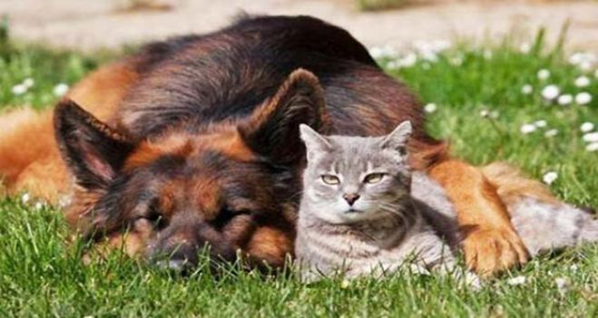 &Epsilon;&nu;&eta;&mu;έ&rho;&omega;&sigma;&eta; &sigma;&tau;&eta;&nu; &Kappa;ί&sigma;&sigma;&alpha;&mu;&omicron; &gamma;&iota;&alpha; &tau;&omicron;&nu; &nu;ό&mu;&omicron; &gamma;&iota;&alpha; &tau;&alpha; "&Alpha;&delta;έ&sigma;&pi;&omicron;&tau;&alpha; &kappa;&alpha;&iota; &Alpha;&nu;&epsilon;&pi;&iota;&tau;ή&rho;&eta;&tau;&alpha; &Zeta;ώ&alpha;"