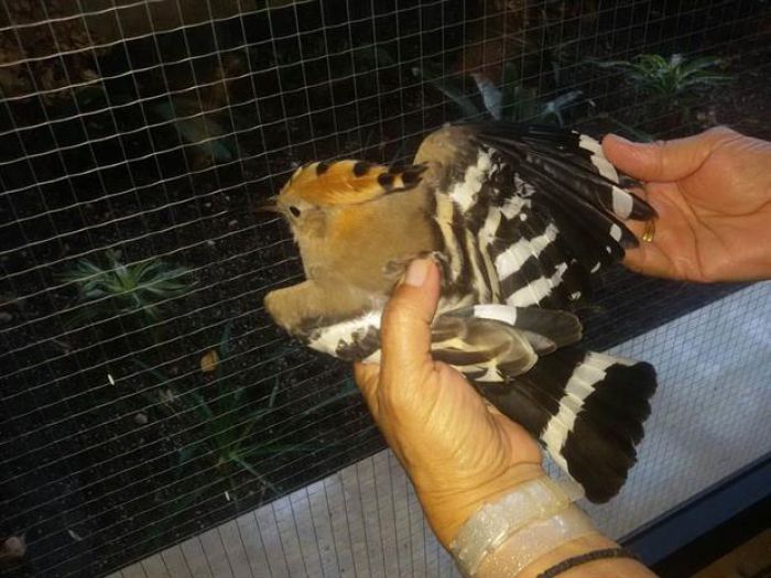 &Sigma;&pi;ά&nu;&iota;&omicron; &pi;&tau;&eta;&nu;ό &sigma;&epsilon; SPA &gamma;&nu;&omega;&sigma;&tau;&omicron;ύ &xi;&epsilon;&nu;&omicron;&delta;&omicron;&chi;&epsilon;ί&omicron;&upsilon; &sigma;&tau;&omicron; &Rho;έ&theta;&upsilon;&mu;&nu;&omicron; - photos