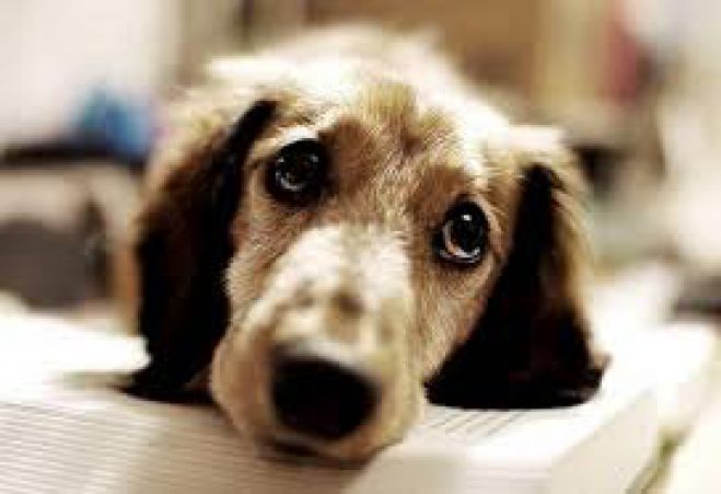 &Sigma;&upsilon;&mu;&mu;&epsilon;&tau;&omicron;&chi;ή &tau;&omicron;&upsilon; &delta;ή&mu;&omicron;&upsilon; &Alpha;&pi;&omicron;&kappa;&omicron;&rho;ώ&nu;&omicron;&upsilon; &sigma;&epsilon; &eta;&mu;&epsilon;&rho;ί&delta;&alpha; &gamma;&iota;&alpha; &tau;&alpha; &alpha;&delta;έ&sigma;&pi;&omicron;&tau;&alpha;