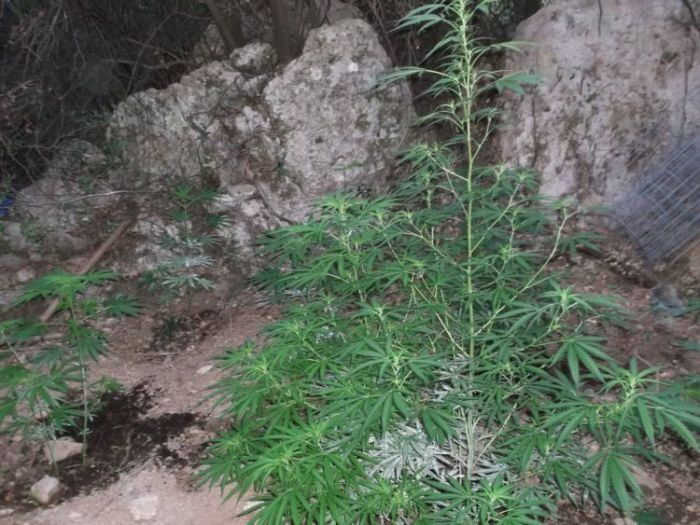 &Beta;&rho;έ&theta;&eta;&kappa;&epsilon; &eta; &phi;&upsilon;&tau;&epsilon;ί&alpha;, &psi;ά&chi;&nu;&omicron;&upsilon;&nu; &tau;&omicron;&upsilon;&sigmaf; &chi;&alpha;&sigma;&iota;&sigma;&omicron;&kappa;&alpha;&lambda;&lambda;&iota;&epsilon;&rho;&gamma;&eta;&tau;έ&sigmaf;