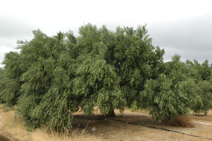 Πληρώνουν ασφάλιστρα αλλά δεν αποζημιώνονται