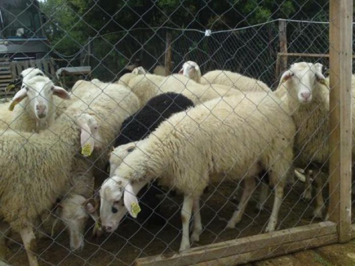 &Pi;&iota;ά&sigma;&tau;&eta;&kappa;&epsilon; &mu;&epsilon; &kappa;&lambda;&epsilon;&mu;&mu;έ&nu;&alpha; &pi;&rho;ό&beta;&alpha;&tau;&alpha; &sigma;&tau;&eta;&nu; &kappa;&alpha;&rho;ό&tau;&sigma;&alpha; &tau;&omicron;&upsilon;