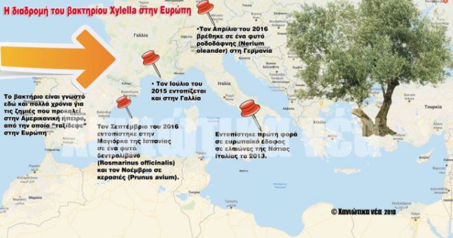 &Alpha;&pi;&epsilon;&iota;&lambda;ή &gamma;&iota;&alpha; &tau;&iota;&sigmaf; &kappa;&alpha;&lambda;&lambda;&iota;έ&rho;&gamma;&epsilon;&iota;&epsilon;&sigmaf; &tau;&eta;&sigmaf; &Kappa;&rho;ή&tau;&eta;&sigmaf; &alpha;&pi;ό &tau;&omicron; &beta;&alpha;&kappa;&tau;ή&rho;&iota;&omicron; &ldquo;Xylella&rdquo;