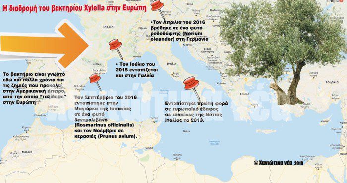 &Alpha;&pi;&epsilon;&iota;&lambda;ή &gamma;&iota;&alpha; &tau;&iota;&sigmaf; &kappa;&alpha;&lambda;&lambda;&iota;έ&rho;&gamma;&epsilon;&iota;&epsilon;&sigmaf; &tau;&eta;&sigmaf; &Kappa;&rho;ή&tau;&eta;&sigmaf; &alpha;&pi;ό &tau;&omicron; &beta;&alpha;&kappa;&tau;ή&rho;&iota;&omicron; &ldquo;Xylella&rdquo;