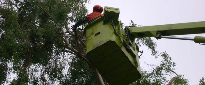 &Kappa;&lambda;&alpha;&delta;έ&mu;&alpha;&tau;&alpha; &delta;έ&nu;&tau;&rho;&omega;&nu; &sigma;&tau;&iota;&sigmaf; &omicron;&delta;&omicron;ύ&sigmaf; &Alpha;&kappa;&rho;&omega;&tau;&eta;&rho;ί&omicron;&upsilon;, &Eta;&rho;ώ&omega;&nu; &Pi;&omicron;&lambda;&upsilon;&tau;&epsilon;&chi;&nu;&epsilon;ί&omicron;&upsilon; &kappa;&alpha;&iota; &sigma;&tau;&eta;&nu; &Pi;&lambda;&alpha;&tau;&epsilon;ί&alpha; &Epsilon;&lambda;&epsilon;&upsilon;&theta;&epsilon;&rho;ί&alpha;&sigmaf;