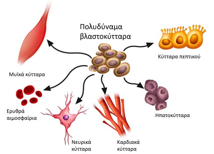 &Epsilon;&nu;&eta;&mu;&epsilon;&rho;&omega;&tau;&iota;&kappa;ή &epsilon;&kappa;&delta;ή&lambda;&omega;&sigma;&eta; &gamma;&iota;&alpha; &tau;&alpha; &beta;&lambda;&alpha;&sigma;&tau;&omicron;&kappa;ύ&tau;&tau;&alpha;&rho;&alpha; &alpha;&pi;ό &tau;&omicron;&nu; &Sigma;ύ&lambda;&lambda;&omicron;&gamma;&omicron; &Epsilon;&theta;&epsilon;&lambda;&omicron;&nu;&tau;ώ&nu; &Alpha;&iota;&mu;&omicron;&delta;&omicron;&tau;ώ&nu; &Nu;&omicron;&mu;&omicron;ύ &Chi;&alpha;&nu;ί&omega;&nu; &ldquo;&Alpha;&gamma;.&Iota;&omega;ά&nu;&nu;&eta;&sigmaf;&rdquo;