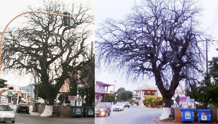 Ξέραναν αιωνόβια βελανιδιά στα Κουνουπιδιανά Χανίων