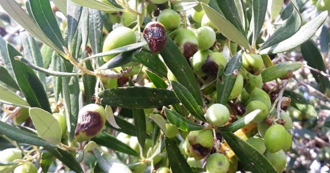 Ενημέρωση ελαιοπαραγωγών Π. Ε. για δακοπληθυσμούς και μέτρα