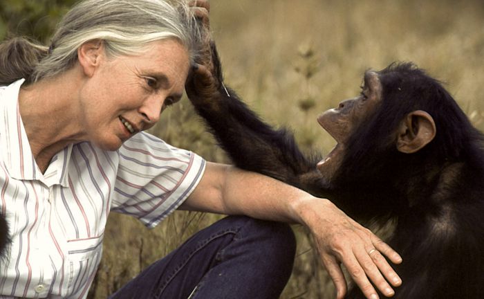 &Sigma;&tau;&omicron; &Eta;&rho;ά&kappa;&lambda;&epsilon;&iota;&omicron; &eta; &sigma;&pi;&omicron;&upsilon;&delta;&alpha;ί&alpha; &alpha;&nu;&theta;&rho;&omega;&pi;&omicron;&lambda;ό&gamma;&omicron;&sigmaf; Dr Jane Goodall