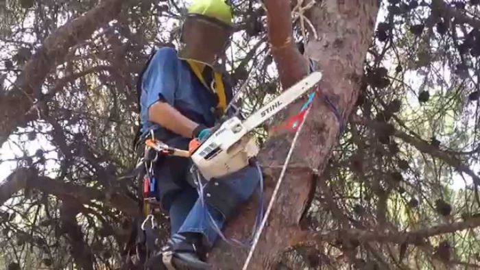 Ποιοι δρόμοι θα είναι κλειστοί λόγω κλαδεμάτων