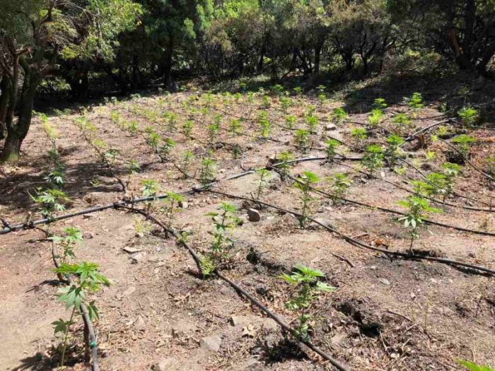 &Chi;&iota;&lambda;&iota;ά&delta;&epsilon;&sigmaf; &tau;&alpha; &delta;&epsilon;&nu;&delta;&rho;ύ&lambda;&lambda;&iota;&alpha; &sigma;&tau;&omicron; &nu;&eta;&sigma;ί