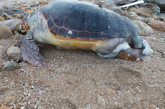 &Nu;&epsilon;&kappa;&rho;ή &chi;&epsilon;&lambda;ώ&nu;&alpha; &xi;&epsilon;&beta;&rho;ά&sigma;&tau;&eta;&kappa;&epsilon; &sigma;&tau;&omicron; &Eta;&rho;ά&kappa;&lambda;&epsilon;&iota;&omicron;