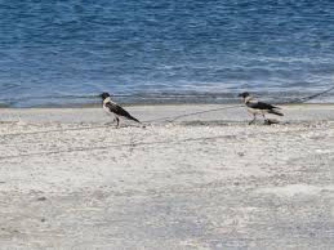 &Epsilon;&xi;&alpha;&phi;&alpha;&nu;ί&sigma;&tau;&eta;&kappa;&alpha;&nu; &tau;&alpha; &alpha;&rho;&mu;&upsilon;&rho;ί&kappa;&iota;&alpha; &kappa;&alpha;&iota; &omicron;&iota; &theta;ά&mu;&nu;&omicron;&iota; &alpha;&pi;ό &tau;&eta;&nu; &pi;&alpha;&rho;&alpha;&lambda;ί&alpha; &tau;&omicron;&upsilon; &Sigma;&tau;&alpha;&upsilon;&rho;&omicron;ύ &sigma;&tau;&omicron; &Alpha;&kappa;&rho;&omega;&tau;ή&rho;&iota;