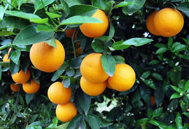 &Pi;&omicron;&rho;&tau;&omicron;&kappa;ά&lambda;&iota;&alpha; | &Alpha;ύ&xi;&eta;&sigma;&eta; έ&omega;&sigmaf; &kappa;&alpha;&iota; 50% &sigma;&tau;&iota;&sigmaf; &pi;&omega;&lambda;ή&sigma;&epsilon;&iota;&sigmaf; έ&phi;&epsilon;&rho;&epsilon; &omicron;&hellip; &kappa;&omicron;&rho;&omega;&nu;&omicron;ϊό&sigmaf;