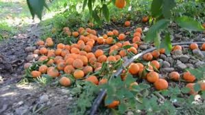 &Delta;ή&mu;&omicron;&sigmaf; &Pi;&lambda;&alpha;&tau;&alpha;&nu;&iota;ά: &Alpha;&nu;&alpha;&gamma;&gamma;&epsilon;&lambda;ί&alpha; &zeta;&eta;&mu;&iota;ά&sigmaf; &sigma;&tau;&omicron;&nu; &Epsilon;&Lambda;&Gamma;&Alpha;