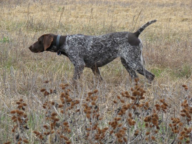 &Kappa;&alpha;&tau;&alpha;&delta;&iota;&kappa;ά&sigma;&tau;&eta;&kappa;&epsilon; &sigma;&tau;&rho;&alpha;&tau;&iota;&omega;&tau;&iota;&kappa;ό&sigmaf; &sigma;&tau;&alpha; &Chi;&alpha;&nu;&iota;ά &gamma;&iota;&alpha; &kappa;&alpha;&kappa;&omicron;&pi;&omicron;ί&eta;&sigma;&eta; &sigma;&kappa;ύ&lambda;&omicron;&upsilon;