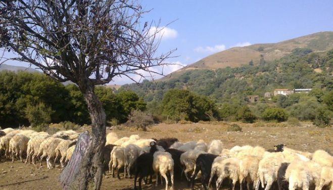 Xάνουν δικαιώματα οι κτηνοτρόφοι χωρίς τοπογραφικά για βοσκοτόπια
