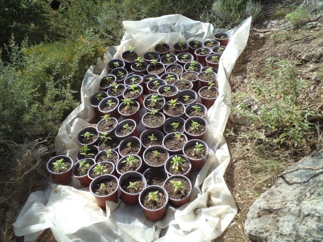 &Phi;&upsilon;&lambda;&omicron;ύ&sigma;&alpha;&nu; &gamma;&lambda;&alpha;&sigma;&tau;&rho;ά&kappa;&iota;&alpha; &mu;&epsilon; &kappa;ά&nu;&nu;&alpha;&beta;&eta; &sigma;&epsilon; &delta;&alpha;&sigma;ώ&delta;&eta; &pi;&epsilon;&rho;&iota;&omicron;&chi;ή &sigma;&tau;&omicron; &Rho;έ&theta;&upsilon;&mu;&nu;&omicron;