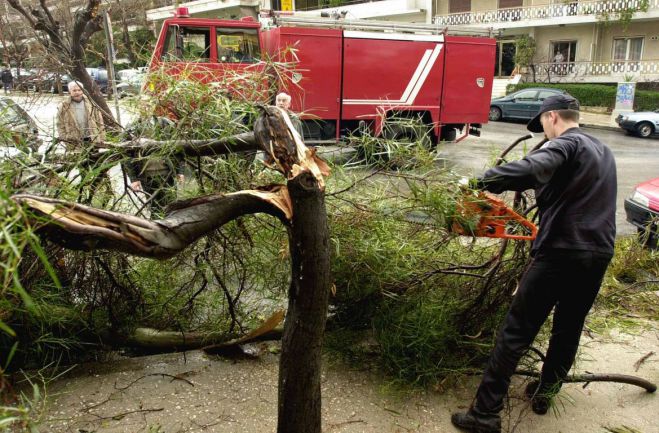 &Kappa;&lambda;&alpha;́&delta;&epsilon;&mu;&alpha; &delta;&epsilon;́&nu;&tau;&rho;&omega;&nu; &sigma;&tau;&eta;&nu; &pi;&lambda;&alpha;&tau;&epsilon;ί&alpha; &Chi;&omicron;&rho;&tau;&alpha;&tau;&sigma;ώ&nu;