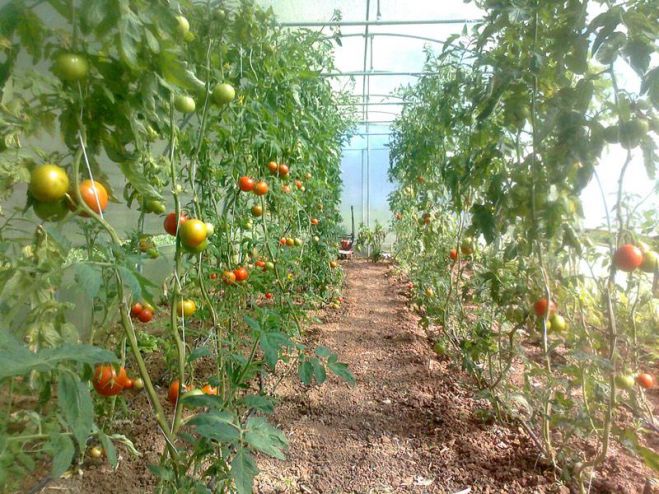 &Tau;&omicron;&upsilon;&sigmaf; έ&kappa;&lambda;&epsilon;&psi;&alpha;&nu; &mu;έ&chi;&rho;&iota; &kappa;&alpha;&iota; &tau;&alpha; &alpha;&gamma;&gamma;&omicron;ύ&rho;&iota;&alpha; &alpha;&pi;ό &tau;&alpha; &theta;&epsilon;&rho;&mu;&omicron;&kappa;ή&pi;&iota;&alpha;
