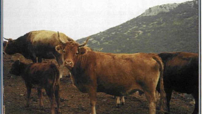 H &chi;&alpha;&mu;έ&nu;&eta; &phi;&upsilon;&lambda;ή &tau;&omega;&nu; &omicron;&rho;&epsilon;&iota;&nu;ώ&nu; &beta;&omicron;&omicron;&epsilon;&iota;&delta;ώ&nu; &sigma;&tau;&eta;&nu; &Kappa;&rho;ή&tau;&eta;!