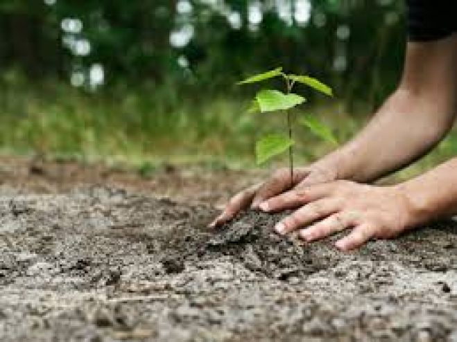 &Epsilon;&theta;&epsilon;&lambda;&omicron;&nu;&tau;&iota;&kappa;ή &delta;&epsilon;&nu;&tau;&rho;&omicron;&phi;ύ&tau;&epsilon;&upsilon;&sigma;&eta; &sigma;&tau;&omicron; &Delta;ή&mu;&omicron; &Kappa;&iota;&sigma;&sigma;ά&mu;&omicron;&upsilon;