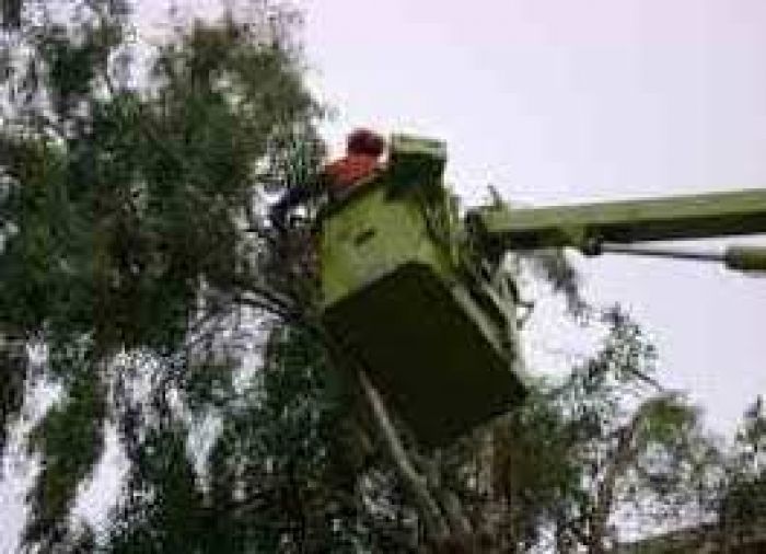 &Kappa;&lambda;ά&delta;&epsilon;&mu;&alpha; &delta;έ&nu;&tau;&rho;&omega;&nu; &sigma;&tau;&eta;&nu; &omicron;&delta;ό &Alpha;. &Pi;&alpha;&pi;&alpha;&nu;&delta;&rho;έ&omicron;&upsilon;